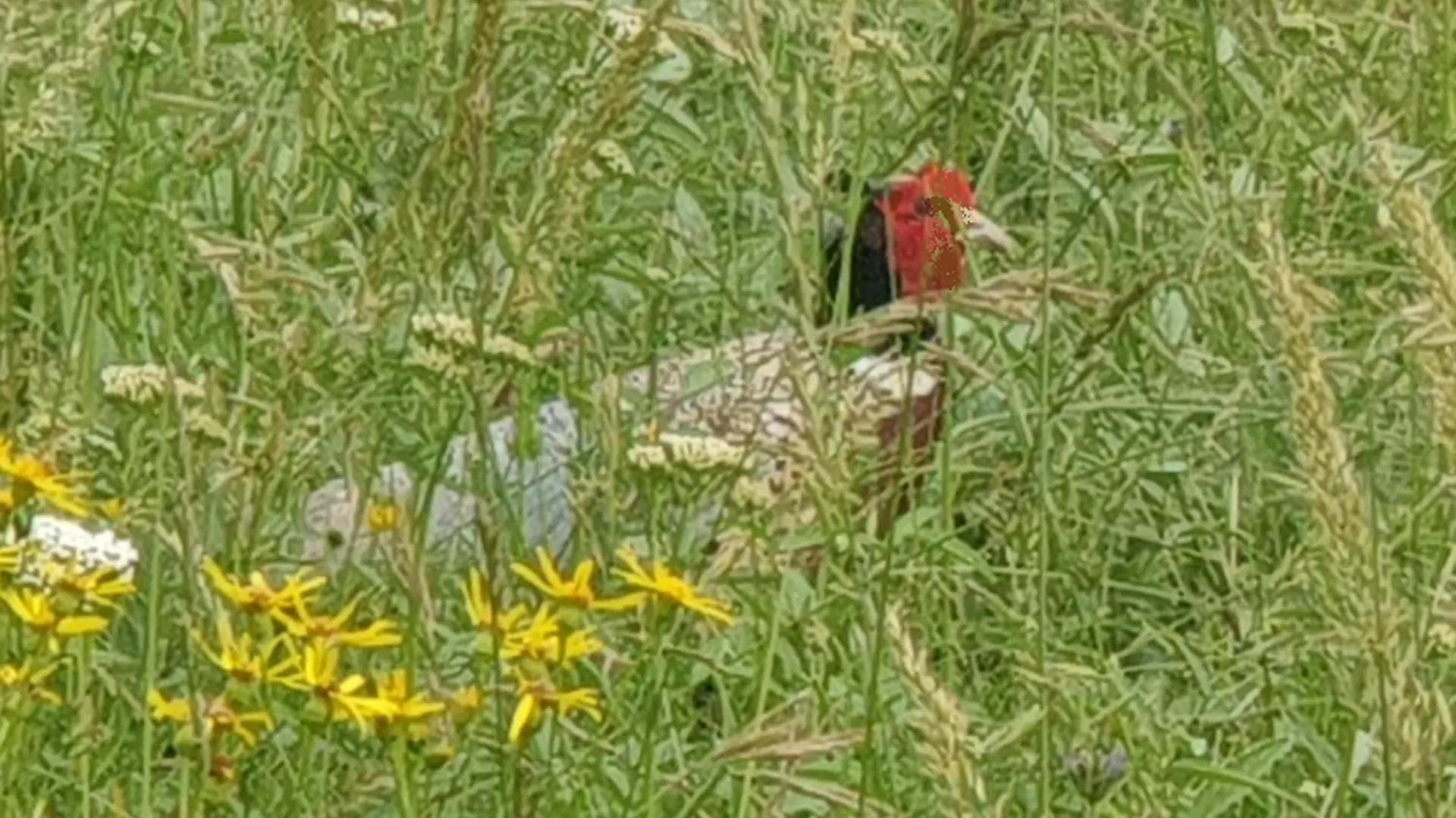 Seuls En Pleine Nature - Gite La Cote Blanche Puygaillard-de-Quercy 0*,